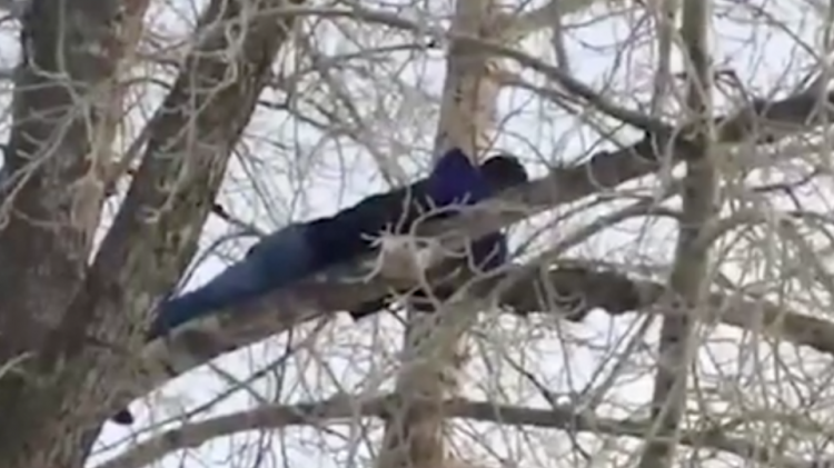 Спрятавшийся от полиции на дереве педофил употреблял наркотики