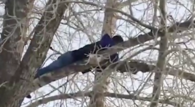 Спрятавшийся от полиции на дереве педофил употреблял наркотики