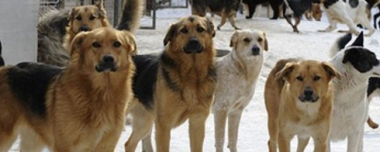 В Канске мужчину, спасшего девочку от стаи собак, приняли за педофила