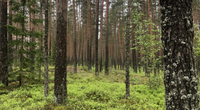 Житель Омска надругался над искавшей кота в лесу девочкой