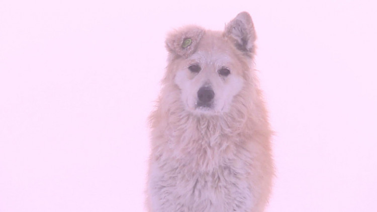 Мужчину, спасшего девочку от бродячих собак, приняли за педофила