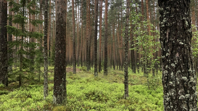 Житель Омска надругался над искавшей кота в лесу девочкой