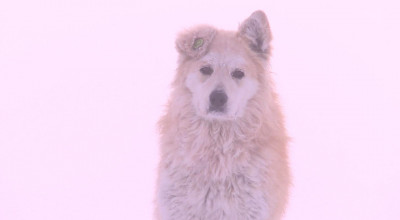 Мужчину, спасшего девочку от бродячих собак, приняли за педофила