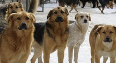 В Канске мужчину, спасшего девочку от стаи собак, приняли за педофила